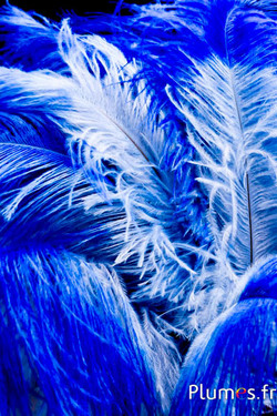 Struzzo - 30-40 cm - laguna-blu